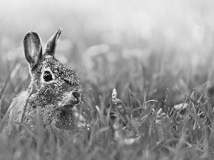 Rabbit, Stalked, ears, Meadow