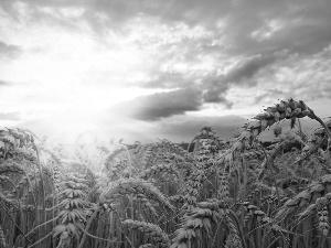 cereals, rays of the Sun, Ears