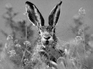 frightened, standing, ears, Wild Rabbit