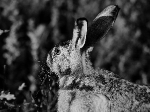 moustache, Wild Rabbit, ears