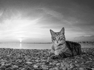 Lighthouse, cat, east, sun, maritime, Coast