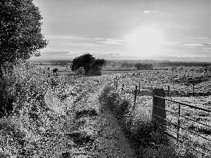 east, sun, field, fence, Way