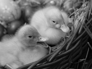 Two, basket, Easter, ducks