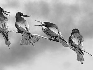 four, Bee-eaters