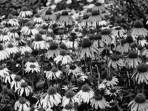 echinacea, Flowers, color