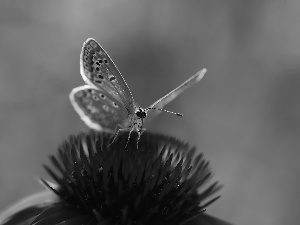 butterfly, echinacea, Colourfull Flowers, Dusky