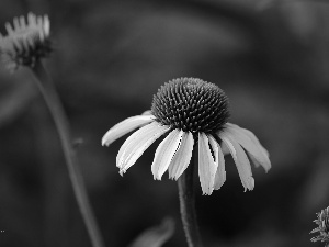 Colourfull Flowers, White, echinacea