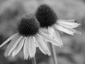 Flowers, echinacea