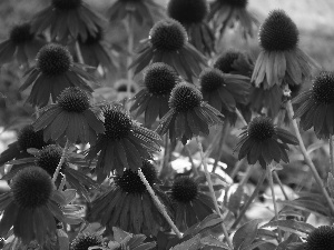 Red, echinacea