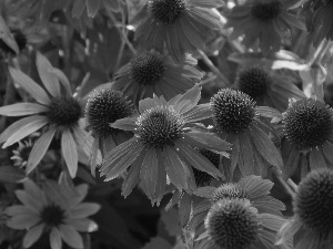 Red, echinacea