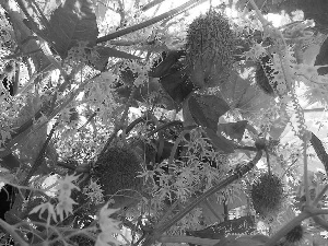 Fruits, Leaf, Echinocystis Lobata, climber
