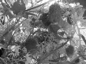 Fruits, Leaf, Echinocystis Lobata, climber