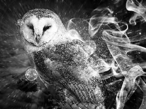 effects, owl, snow