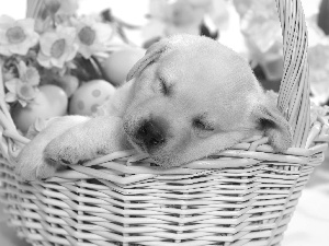 Puppy, basket, eggs, dream