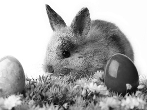 eggs, Rabbit, grass, easter, Green