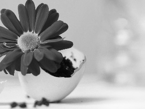 eggs, Gerbera, shell