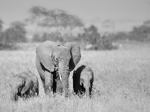 Baby Elephant, Elephants, elephant