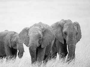 Elephants