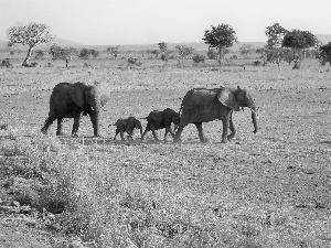 Family, elephants