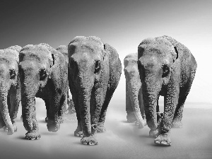 elephants, five, powerful