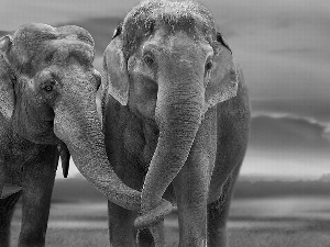 Steam, elephants