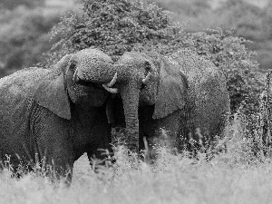 grass, Two cars, Elephants