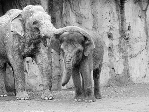 Elephants