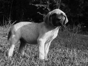 Mastiff, young, English mastiff