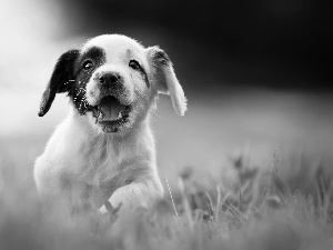 Puppy, fuzzy, background, English Cocker Spaniel