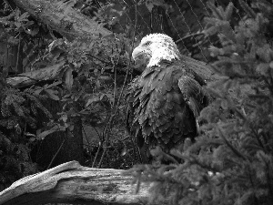 American Bald Eagle