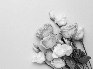 White, Pink, roses, Eustomy