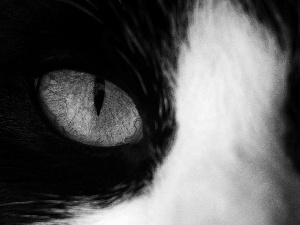 black, cat, eye, White
