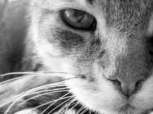 eye, moustache, bengal, mouth, cat