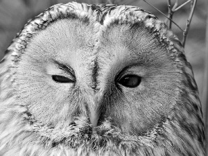 eye, owl, narrowed