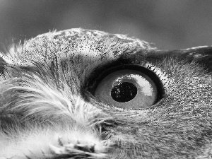 eye, Bird, owl