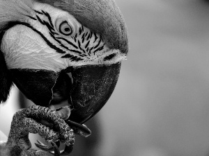 parrot, Nails, eye, nose