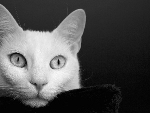 cat, Turkish Angora