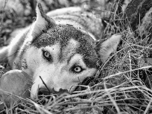 Siberian Husky, blue, Eyes