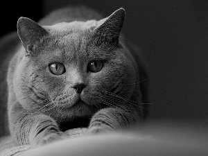 cat, Orange, Eyes, Sofa