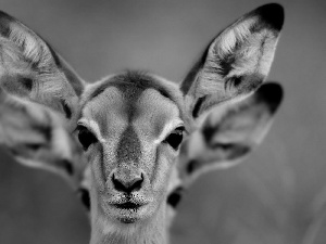 Eyes, Antelope, ears