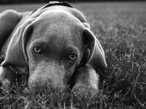 Gray, Blue, Eyes, dog