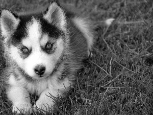 Siberian Husky, Blue, Eyes, Puppy