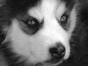 Siberian Husky, Blue, Eyes, Puppy