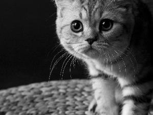 Eyes, small, kitten