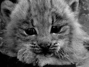 snow leopard, Blue, Eyes, Head