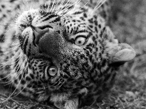 Leopards, Eyes