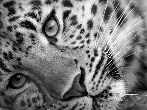 Leopards, Eyes