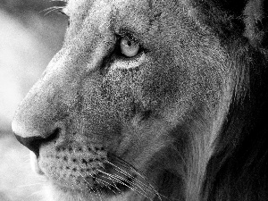 Lion, Eyes