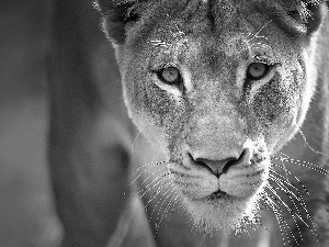 The look, Lioness, Eyes