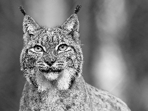 Lynx, Eyes